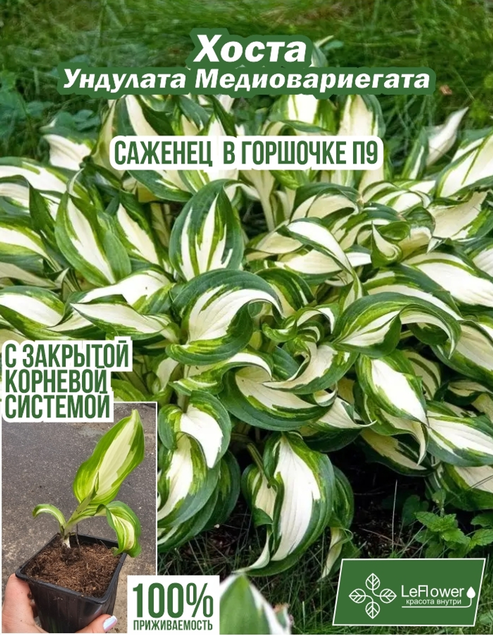 Хоста Саженец, Ундулата Медиовариегата, 1 шт