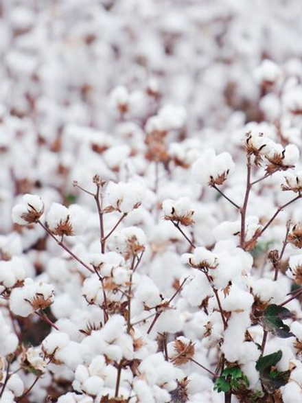 Хлопок косметическая отдушка