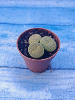 Lithops sp. (Литопсы)