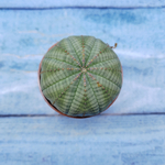 Euphorbia Obesa (Эуфорбия)