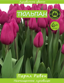 Тюльпан Луковица, Парпл Равен, 6+ шт