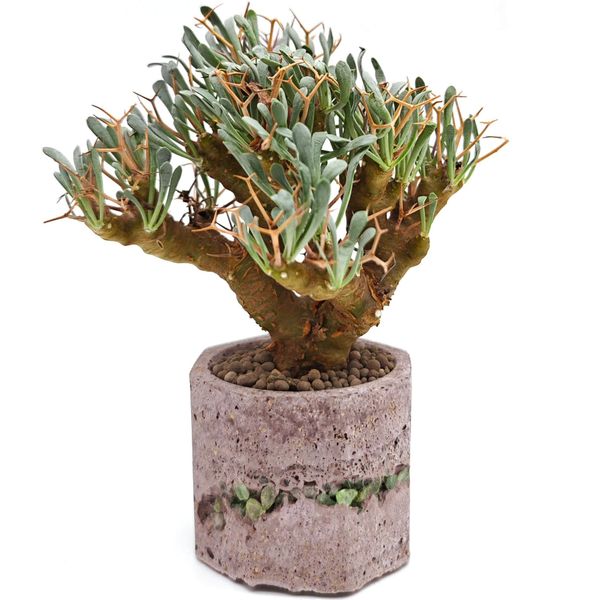 Суккулент Отонна Эуфорбиоидес