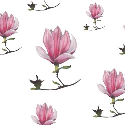 Магнолии на белом фоне