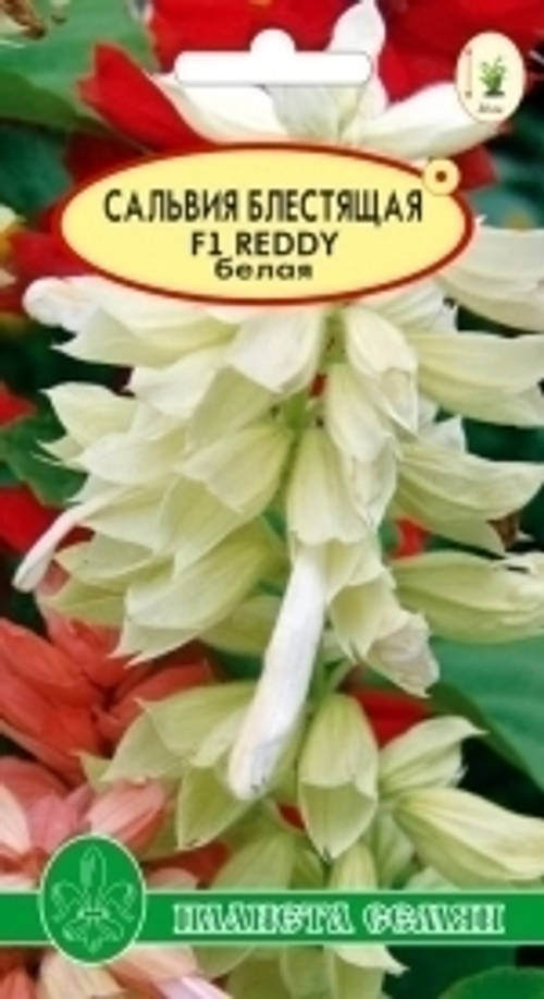 Сальвия Белая ( серия Reddy) F1