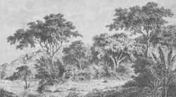 Коллекция ESTAMPE