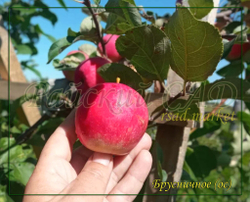 Яблоня Брусничное