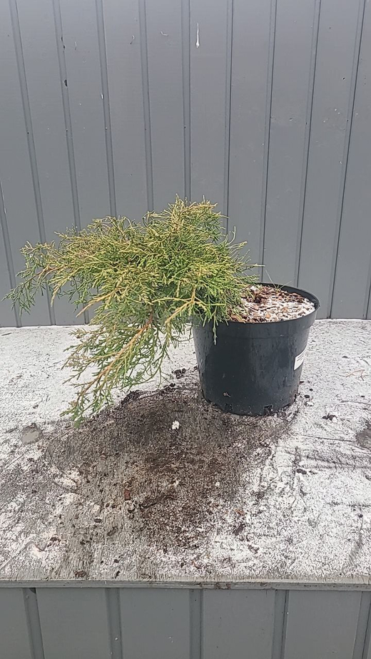 Можжевельник Пфитцериана Ауреа С5л Закупка М35 наличие 2026