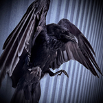 Чучело ворона