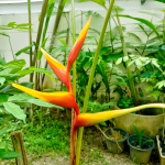 Геликония SPATHOCIRNATA CINNAMON TWIST