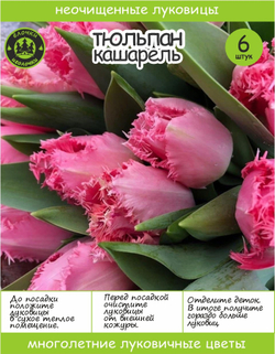 Тюльпан Луковица, Кашарель, 6+ шт