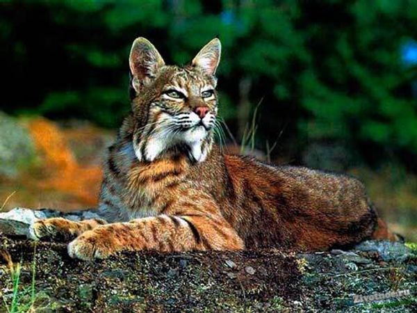 Дикая кошка или РЫСЬ обыкновенная