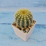 Notocactus Warasii (Нотокактус)