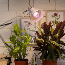 Фитолампа для растений светодиодная ЭРА FITO-11W-Ra90-E27 полного спектра 11 Вт Е27