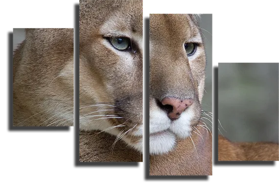Модульная картина "Пума"