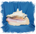 Ракушка Стромбус Гигас