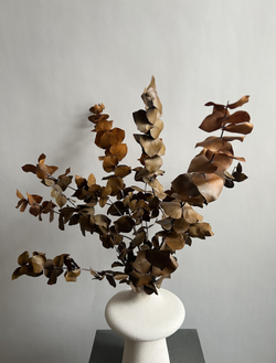 Эвкалипт Цинерия стабилизированный оранжевый