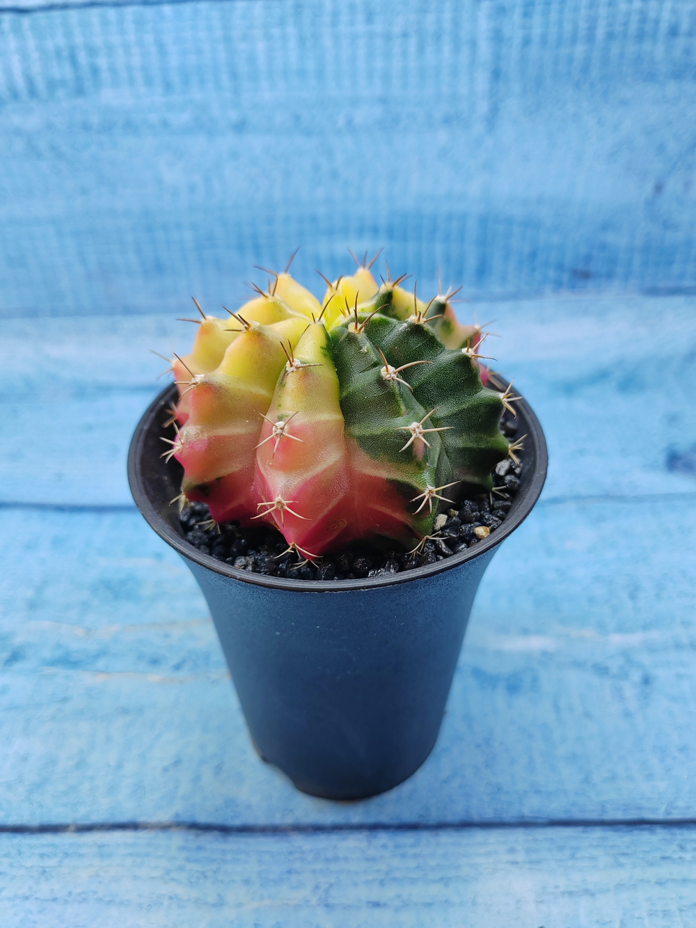 Gymnocalycium Variegata (Гимнокалициум Вариегатный)