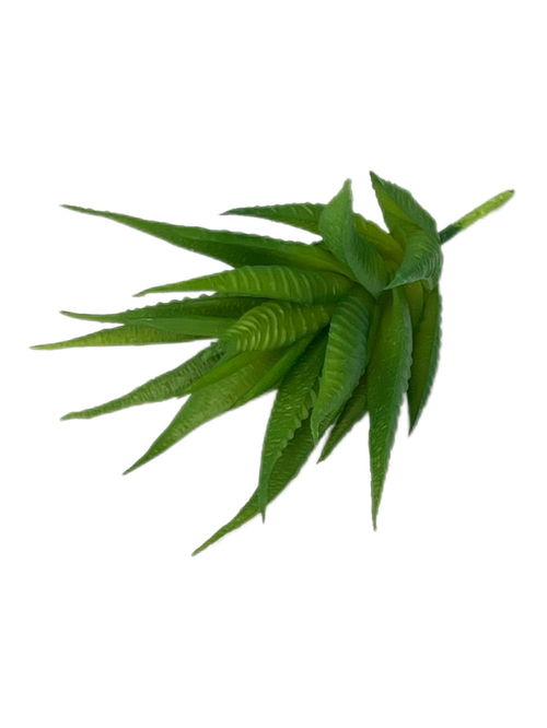 Суккулент 128