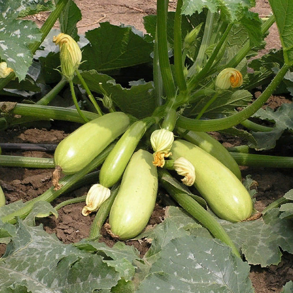 Искандер F1 семена кабачка (Seminis / ALEXAGRO) культура – фото 4