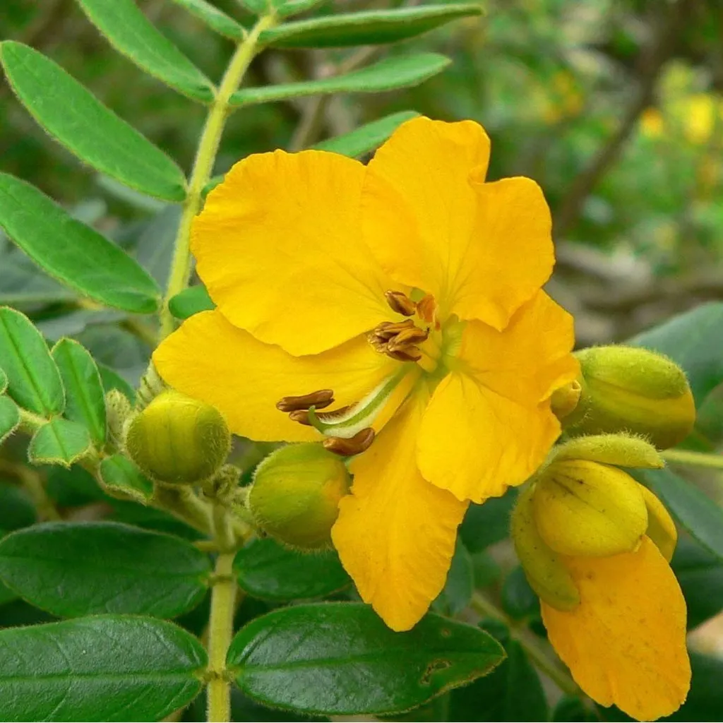 Кассия остролистная (сенна)