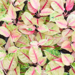 Аглаонема JACKPOT