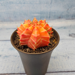Gymnocalycium Variegata (Гимнокалициум Вариегатный)