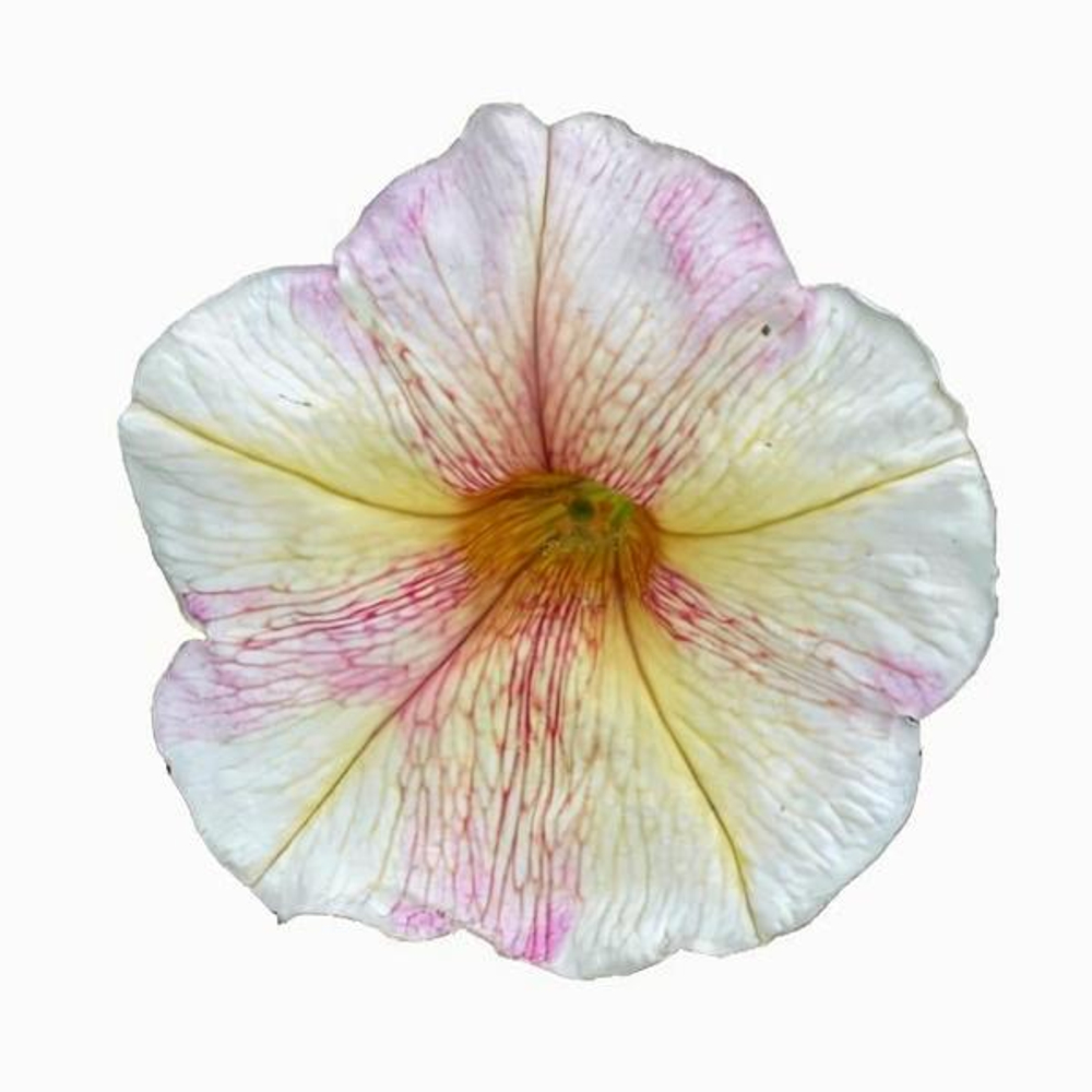 Петуния многоцветковая Ингрид F1 30шт