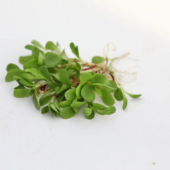 Семена_для_проращивания_цикория_листового_красного_Калиостро_Гавриш_купить – фото 2