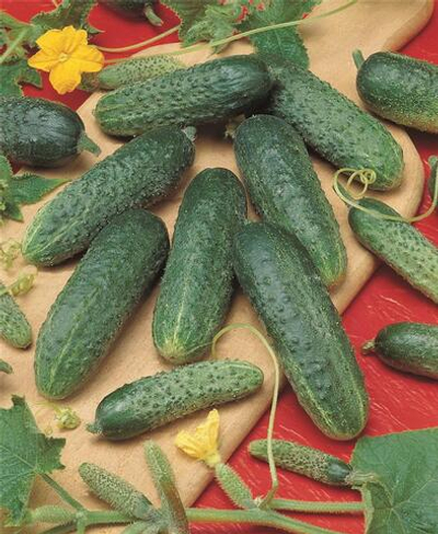 Астерикс F1 семена огурца пчелоопыляемого (Bejo / Бейо)