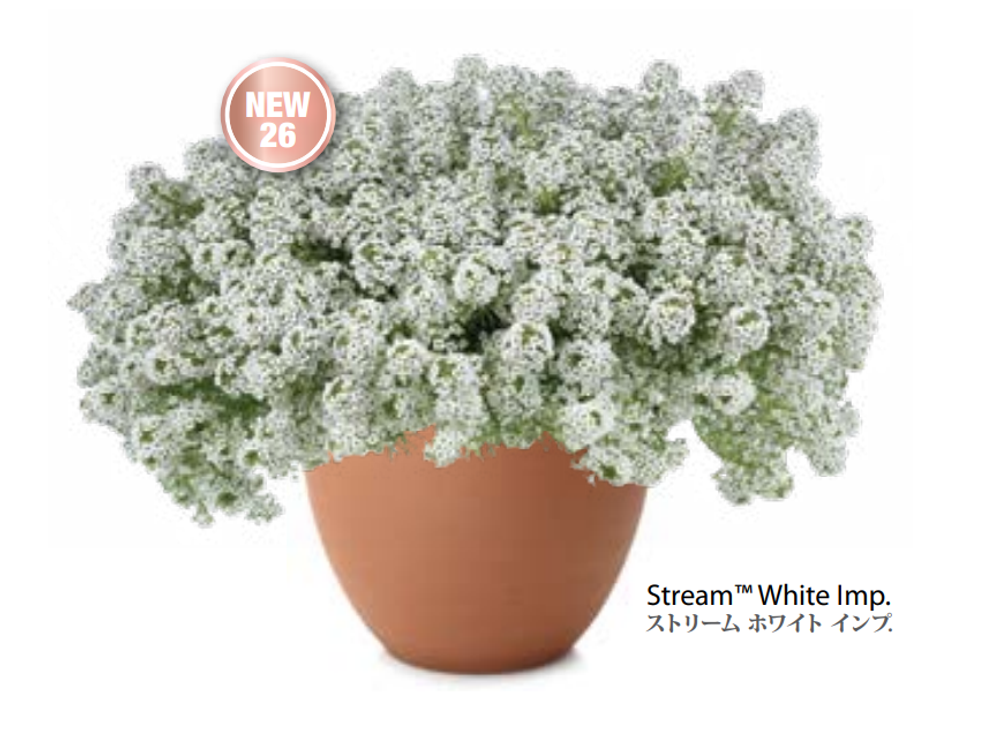 ЕВРО Лобулярия (Алиссум) Stream White укор черенок декабрь