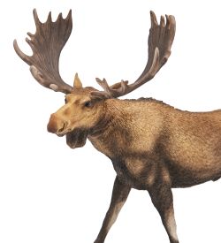 Veronese WS-1414 Статуэтка «Лось»