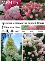 Сандей Фрейз гортензия метельчатая