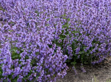 Котовник Фассена Кит Кет в контейнере 0,5 май