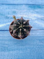 Gymnocalycium Friedrichii (Гимнокалициум)