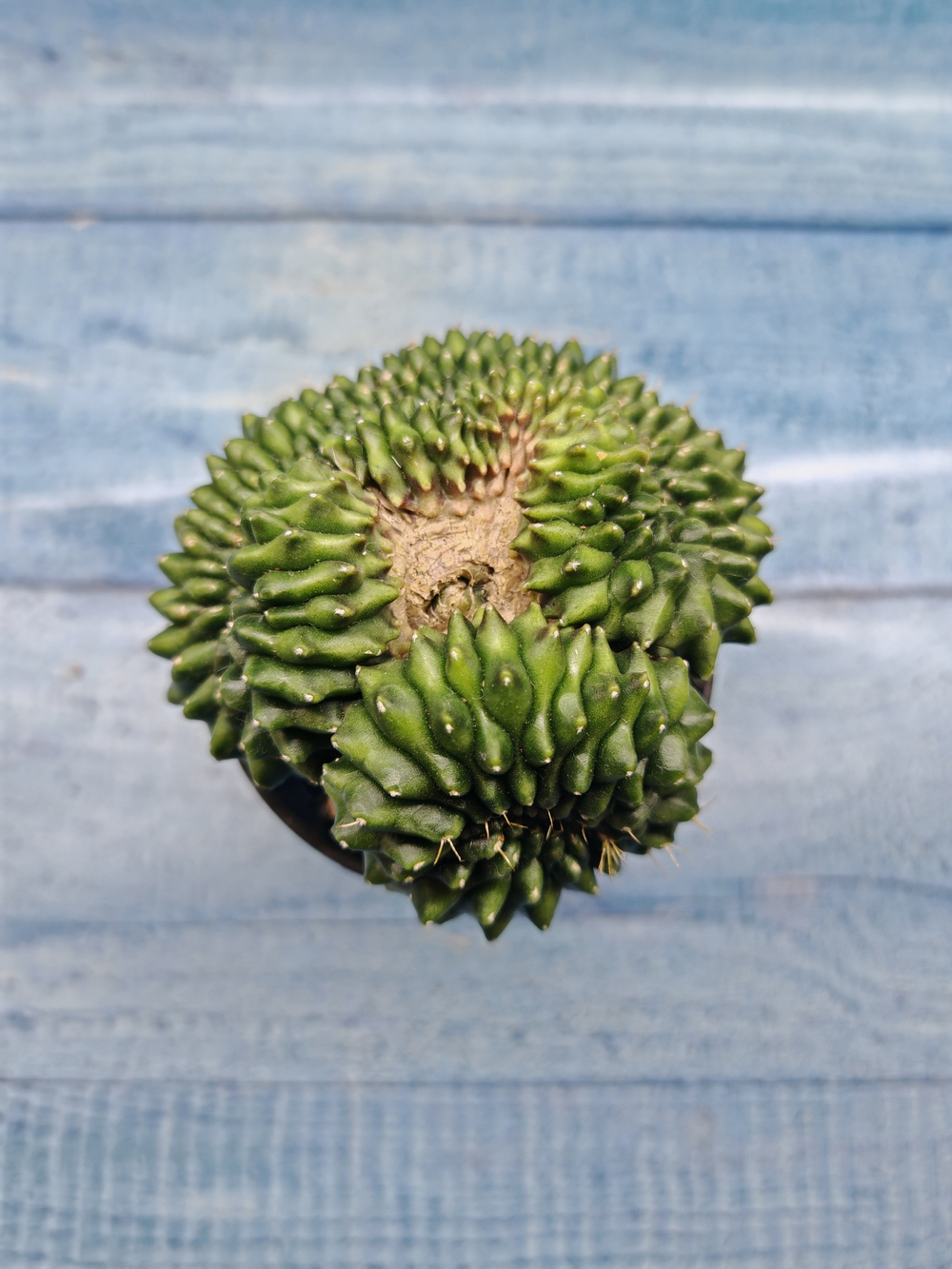 Gymnocalycium Spineless Crested form (Гимнокалициум Кристатный)