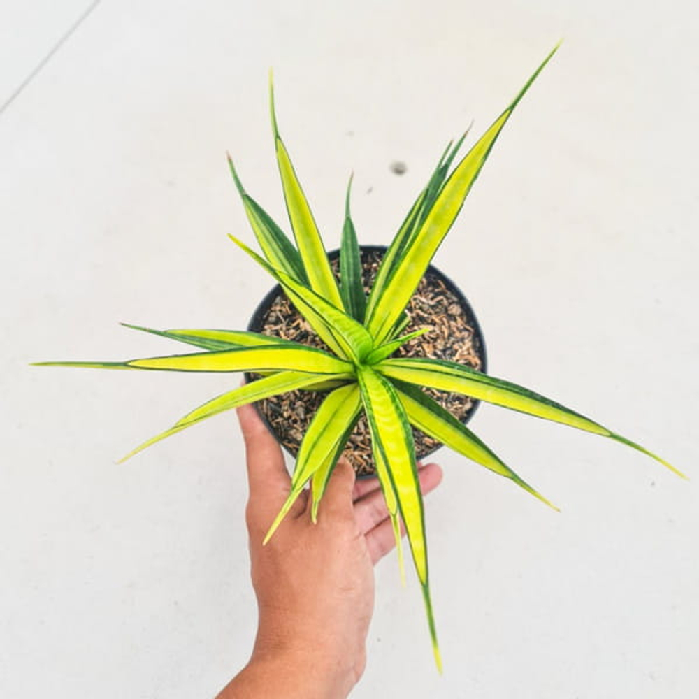 Сансевиерия PARVA LANCET YELLOW