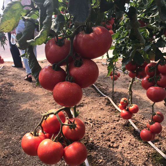 АТТИЯ F1 семена томата Rijk Zwaan цена – фото 2