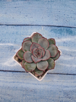 Echeveria Mystery (Эхеверия)