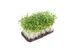 Капуста брокколи Калабрезе