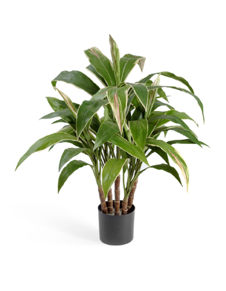 Кордилина в горшке (5 стволов) 73 см