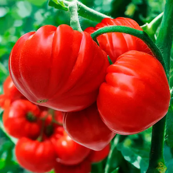 САРРА F1 семена томата Clause отзывы – фото 3