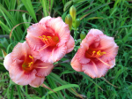 Лилейник  "Cosmopolitan". Hemerocallis "Cosmopolitan".