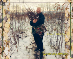 Привой (черенки для прививки)