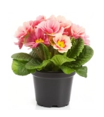 Примула садовая