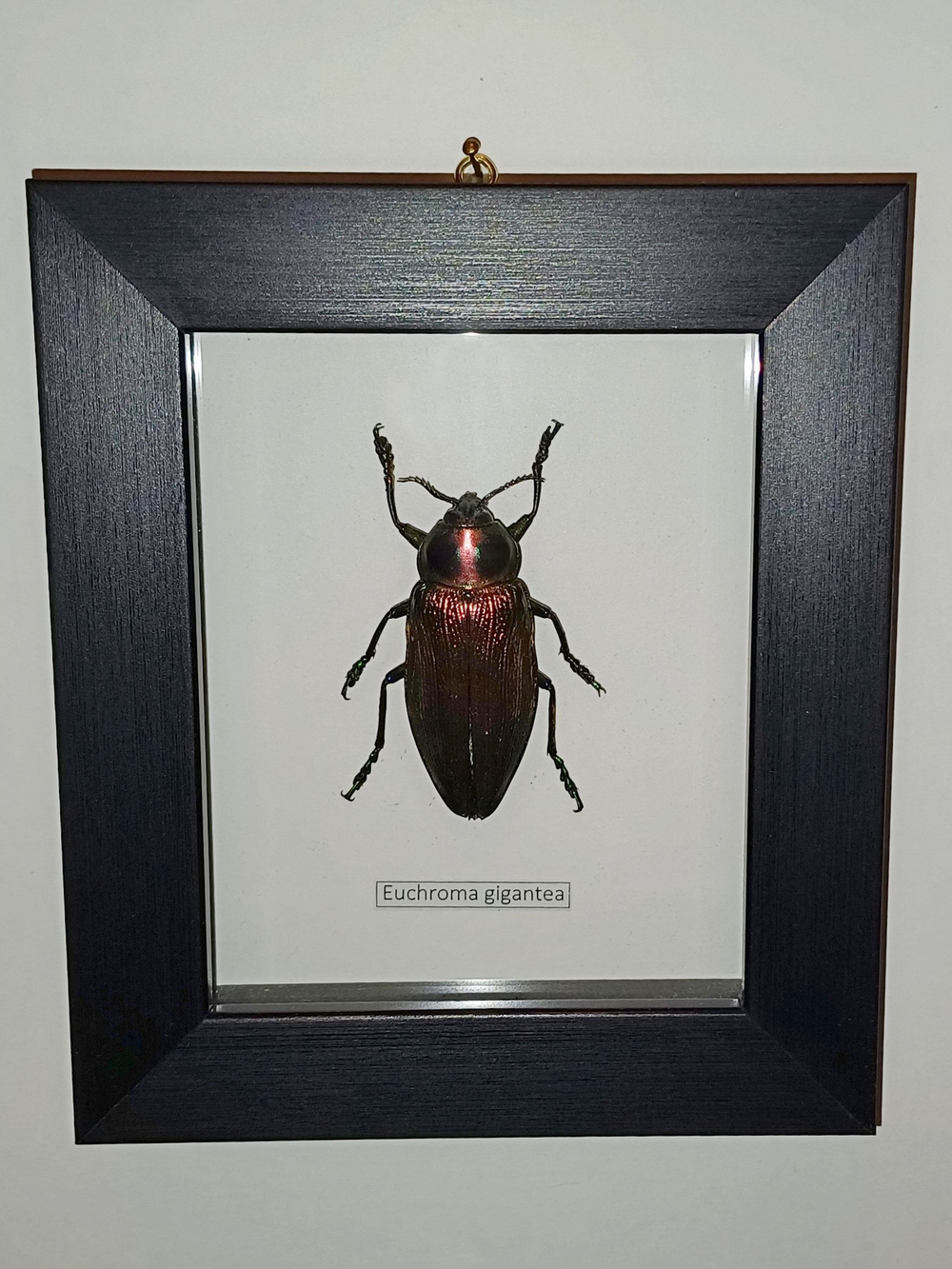 Жук Златка в рамке