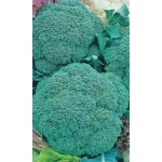 Семена Капуста брокколи Изумрудное волшебство (УД) 0,25гр Е/П