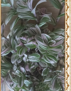 Традесканция Tradescantia albiflora Bubble Gum