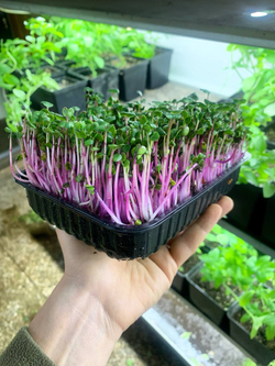 Микрозелень редиса