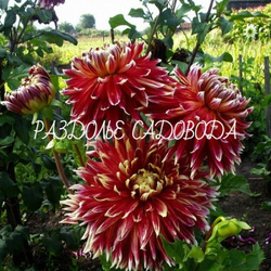 Георгина декоративная Акита