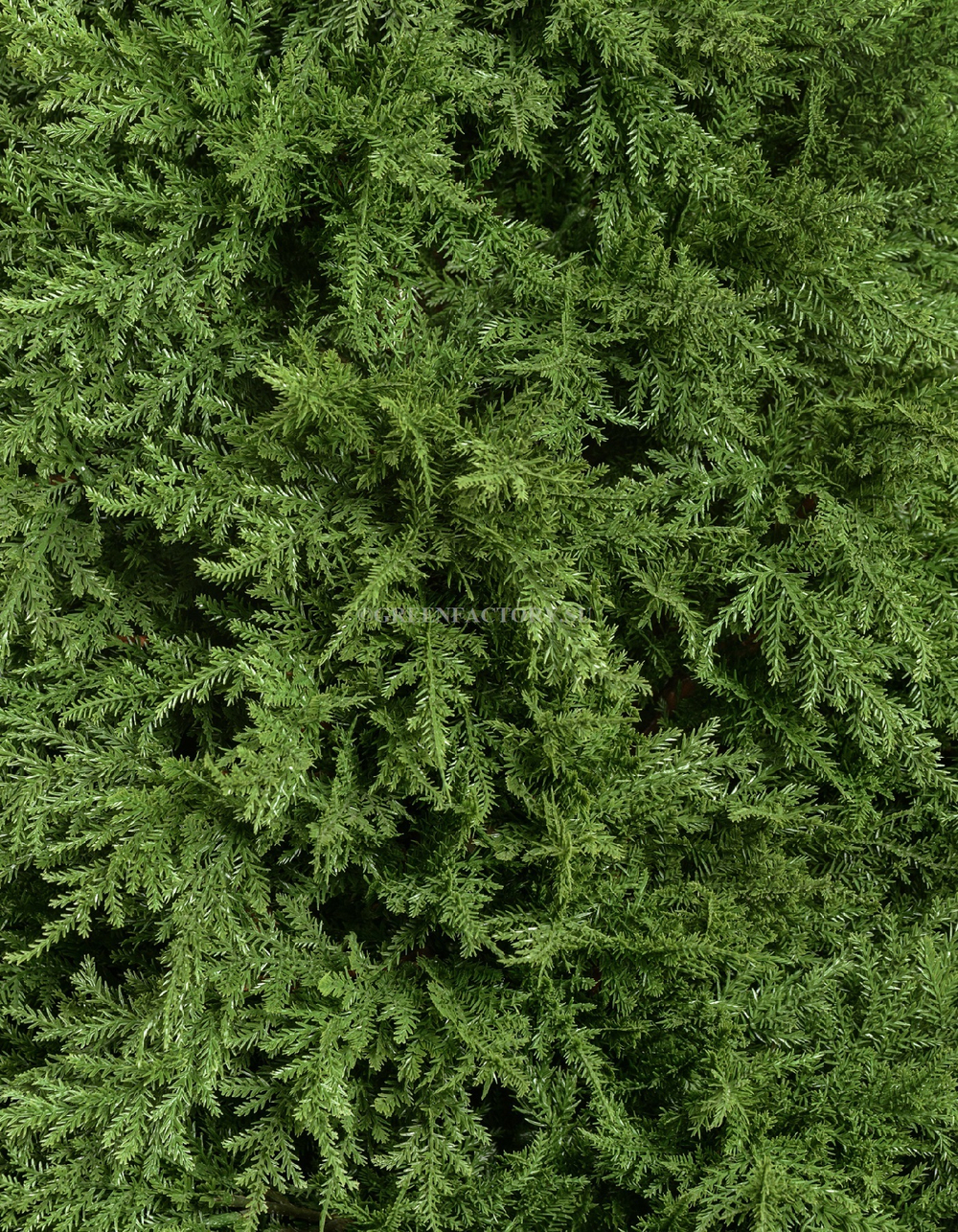 Кипарис Тауэр уличный новый